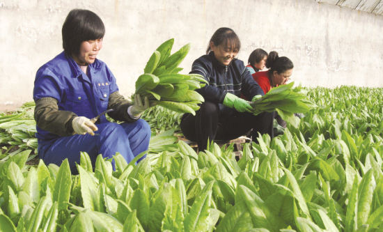 杨柳青镇设施农业基地内各种蔬菜长势良好