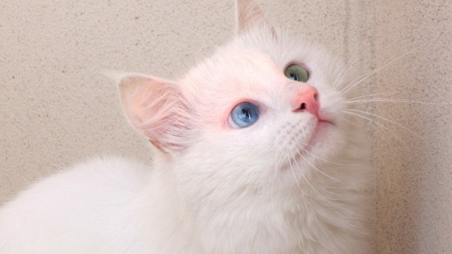 最美网红猫双瞳异色 粉丝被其“催眠”魔力吸引