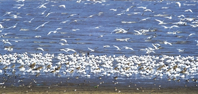 5800余只遗鸥“落脚”滨海滩涂