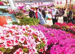 运河文化旅游区曹庄花卉市场吸引市民