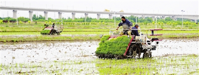 天津涉農區陸續開始水稻插秧