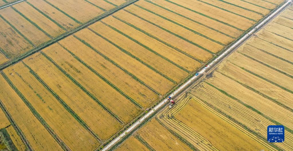 天津：小站稻米之乡喜迎丰收