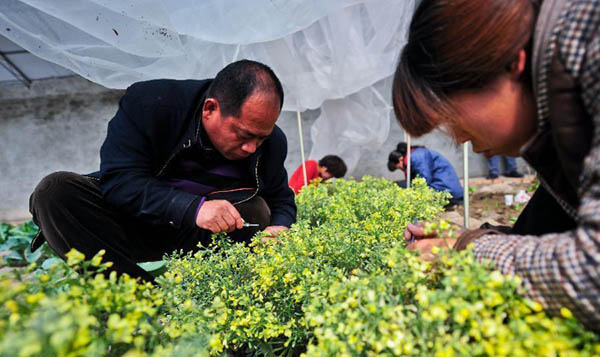 小种子繁育大梦想